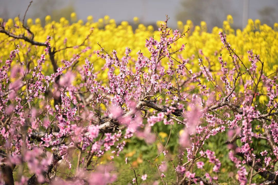 清明小长假上海旅游,上海清明小长假适合去哪旅游