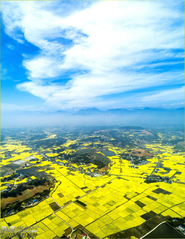 鲜花搭台经济唱戏：“赏花游”带来了什么“钱”景？