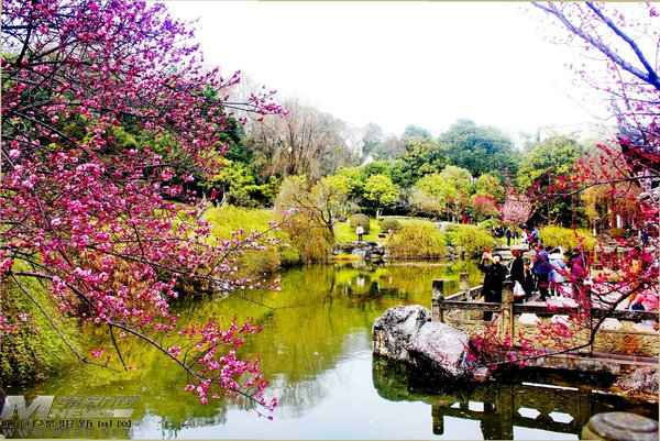 鲜花搭台经济唱戏：“赏花游”带来了什么“钱”景？