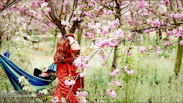 鲜花搭台经济唱戏：“赏花游”带来了什么“钱”景？