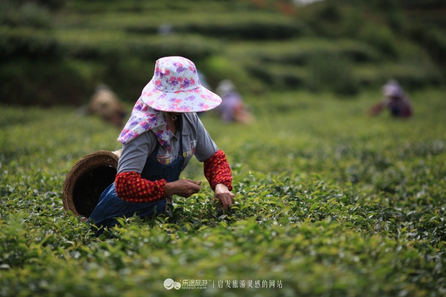 不止西湖,西湖十景龙井景区
