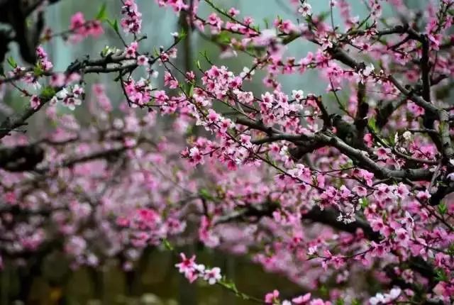 旅游攻略清明小长假,清明小长假你的旅游清单定好了吗