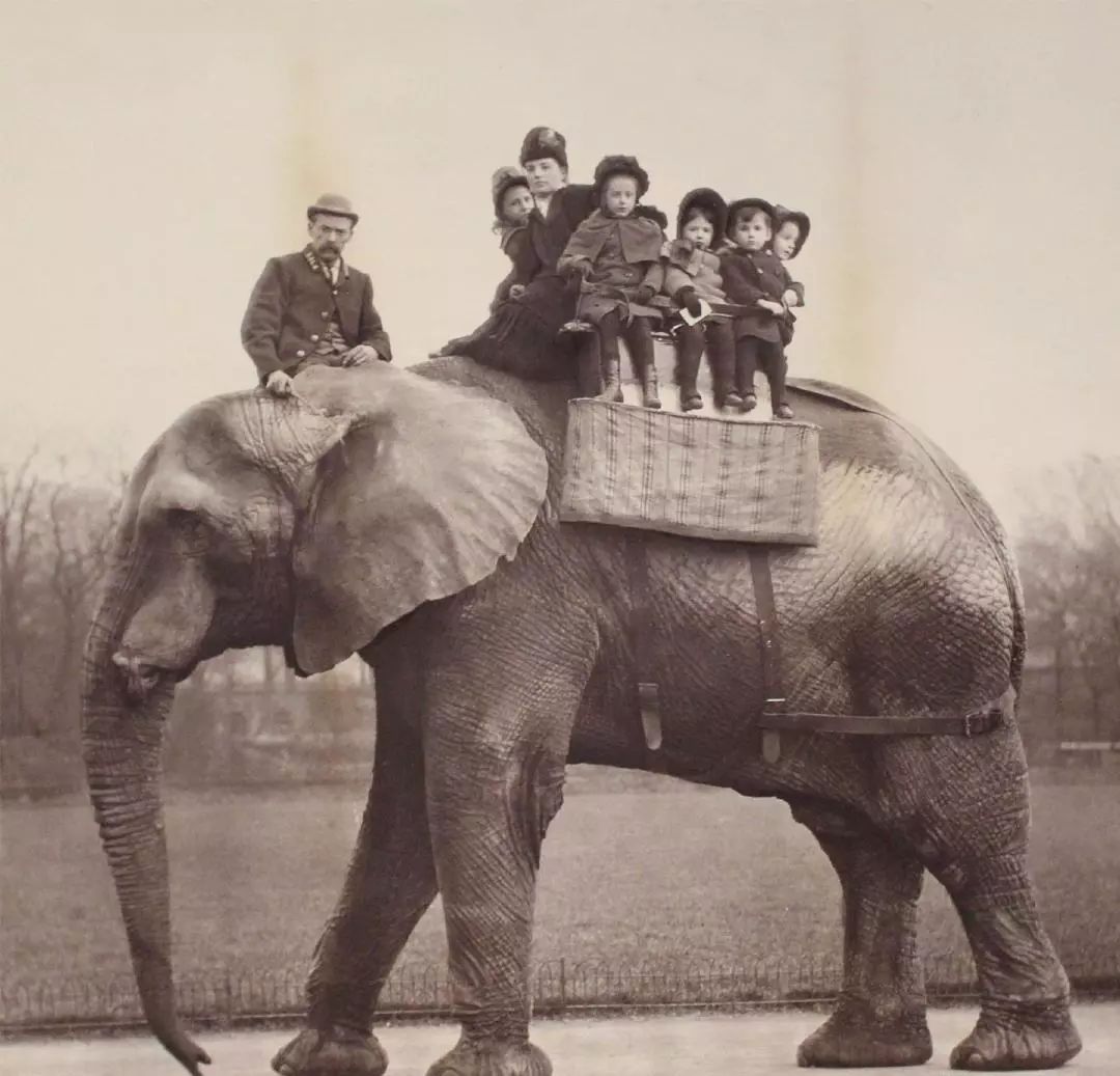 我们喝过啤酒粉象，却不知道它就是全世界最伤心的《小飞象》