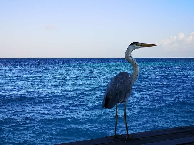 日出日落，风雨相陪，像素拍不出的美——马代可可波杜希蒂，升级超豪水的幸运鹅