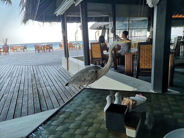 日出日落，风雨相陪，像素拍不出的美——马代可可波杜希蒂，升级超豪水的幸运鹅