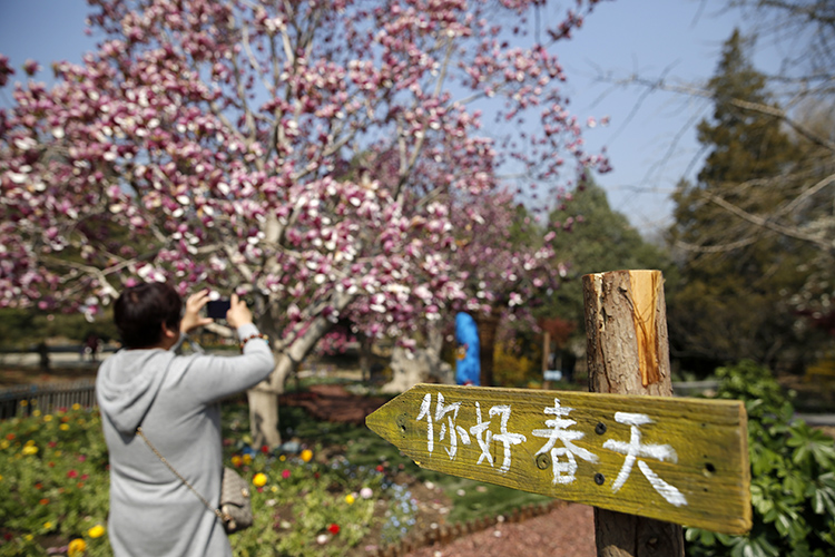 香山公园山花烂漫,香山公园最佳观赏地