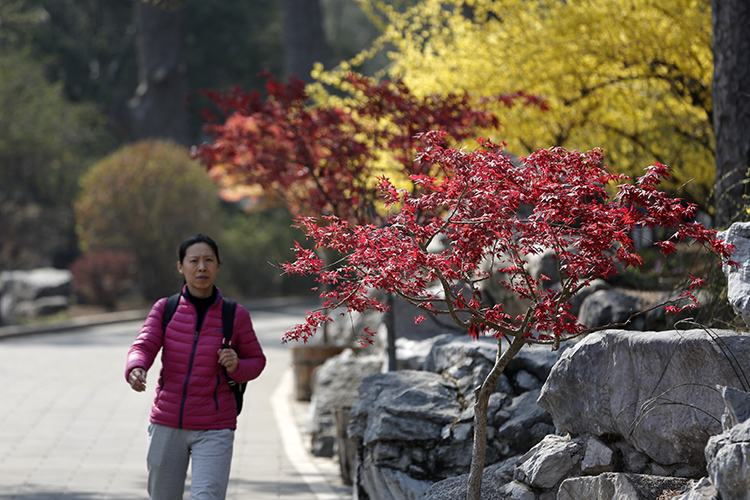 香山公园山花烂漫,香山公园最佳观赏地