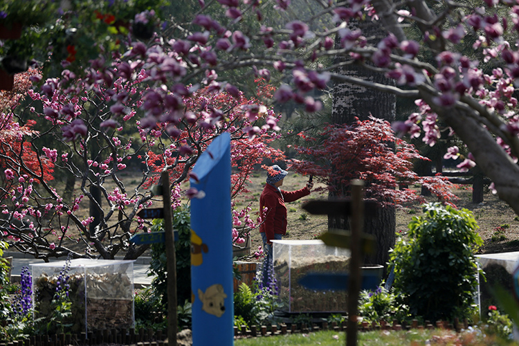 香山公园山花烂漫,香山公园最佳观赏地