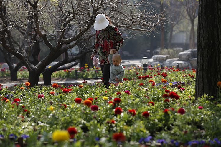 香山公园山花烂漫,香山公园最佳观赏地