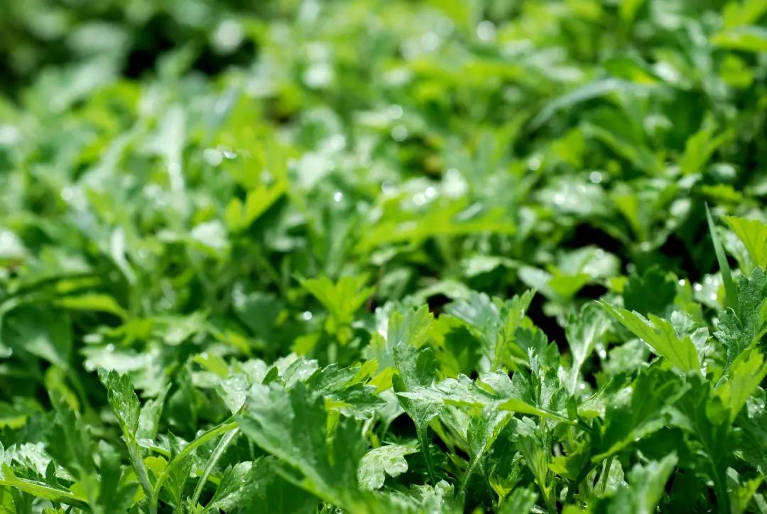 祛湿气的野草有哪些,哪些野菜治湿气最好吃