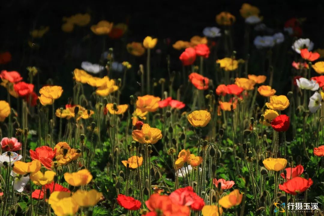 玉溪是一个好地方,玉溪滇中植物园是个美丽的大花园