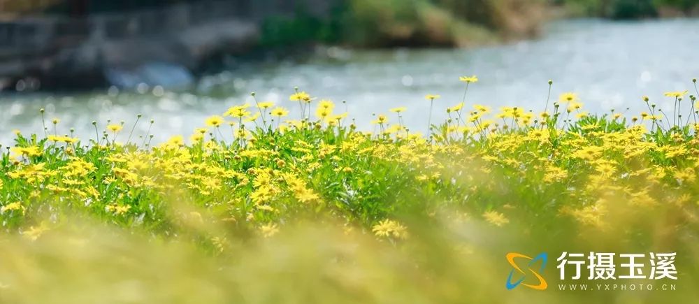 玉溪是一个好地方,玉溪滇中植物园是个美丽的大花园