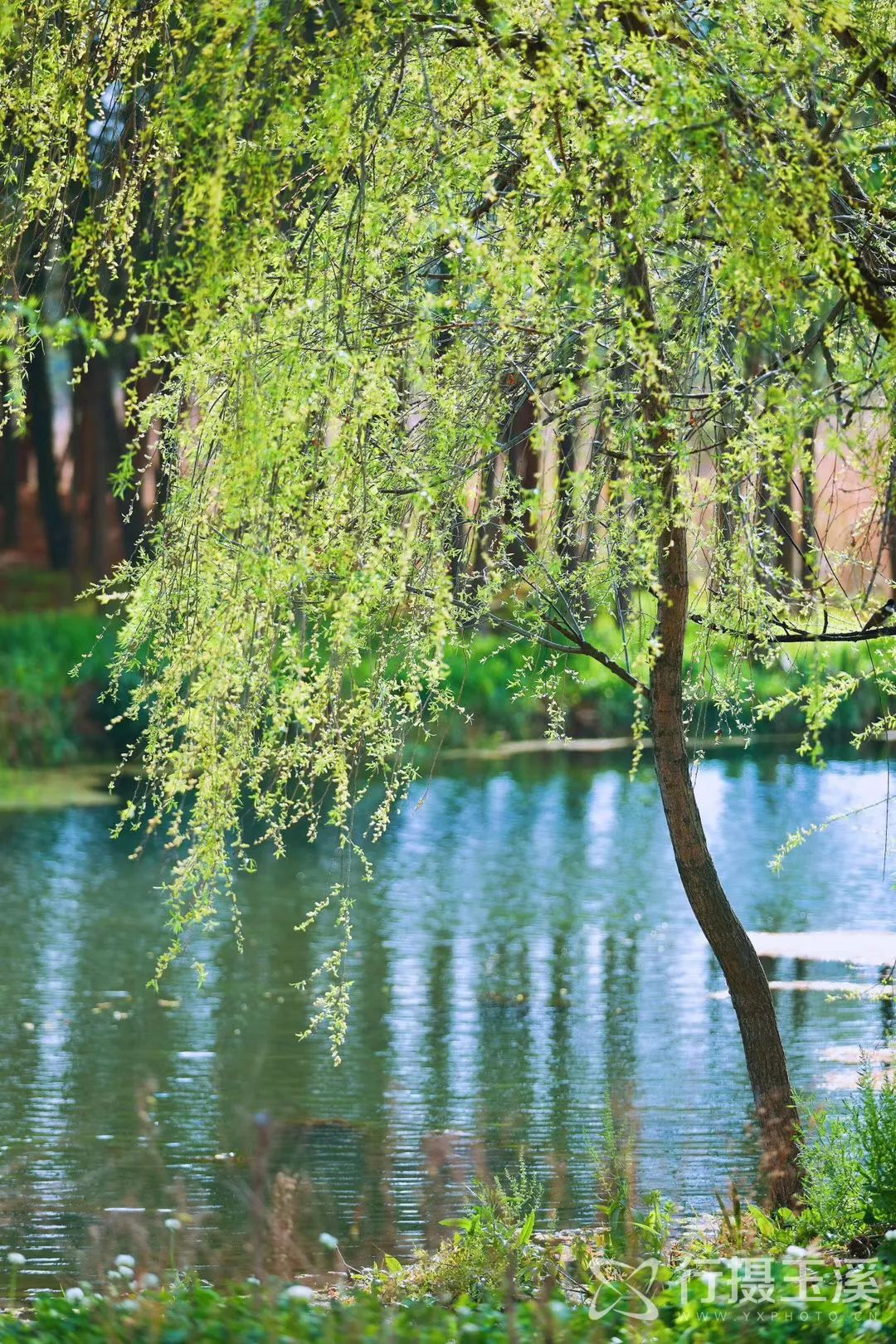 玉溪是一个好地方,玉溪滇中植物园是个美丽的大花园