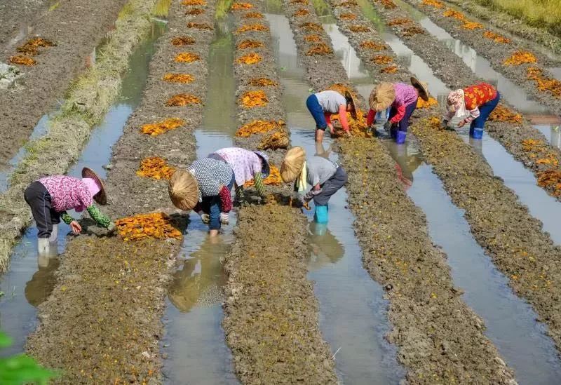 厦门同安真实风景,镜头下的风景真的很美