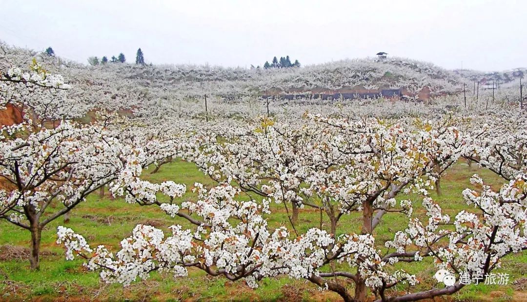 都挺好全网爆火,都挺好全网搜