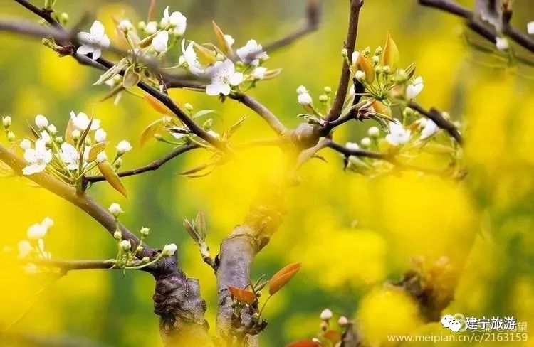 都挺好全网爆火,都挺好全网搜