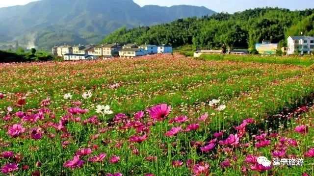 都挺好全网爆火,都挺好全网搜