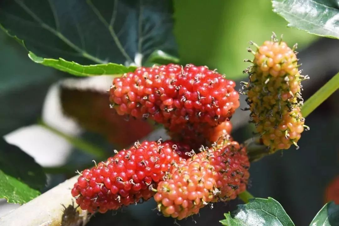 中山珠海赏花好地方,珠海斗门五一旅游攻略