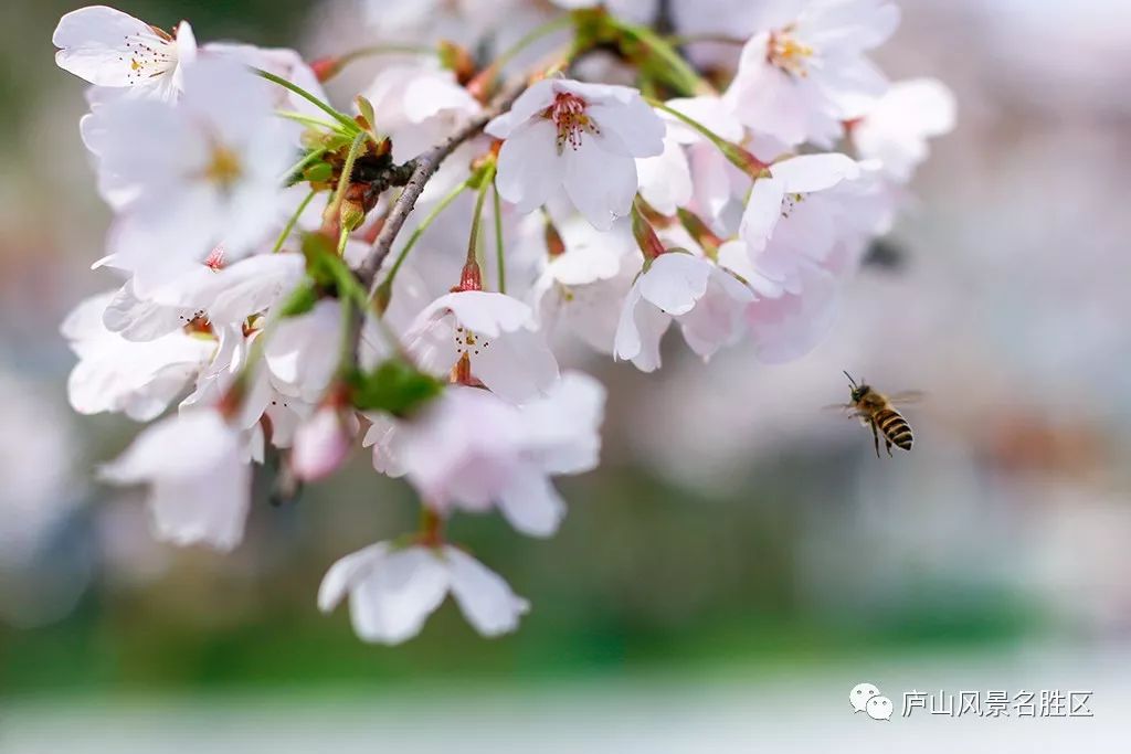 四月中旬的庐山,四月庐山是什么样的