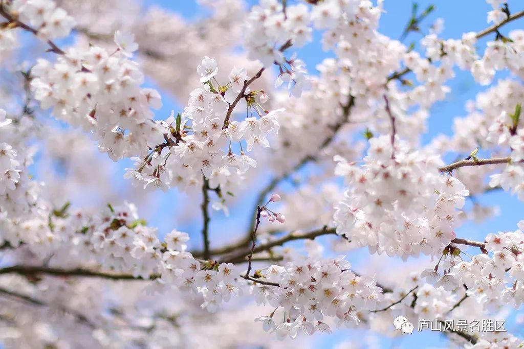 四月中旬的庐山,四月庐山是什么样的