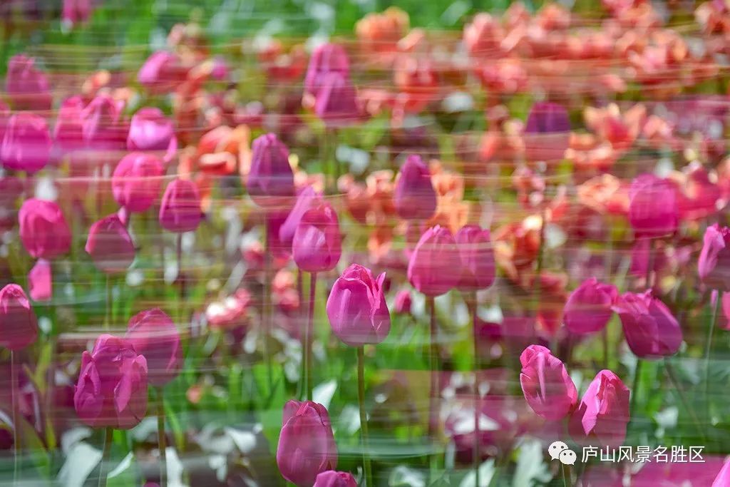 四月中旬的庐山,四月庐山是什么样的