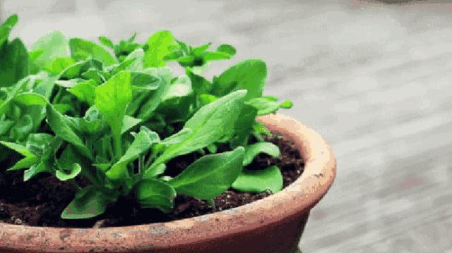 过期的药片丢花盆里花长疯了,这几种过期药片别扔掉放到花盆里