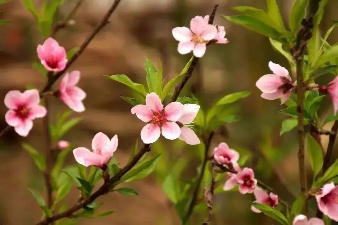最新通告！清明假期，河北这些地儿不能去，因为……