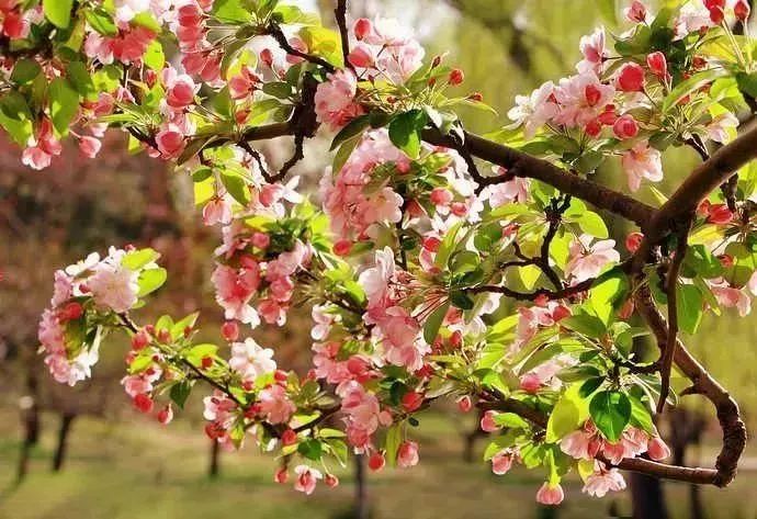 最新通告！清明假期，河北这些地儿不能去，因为……