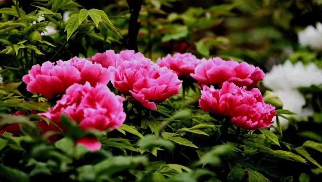 最新通告！清明假期，河北这些地儿不能去，因为……