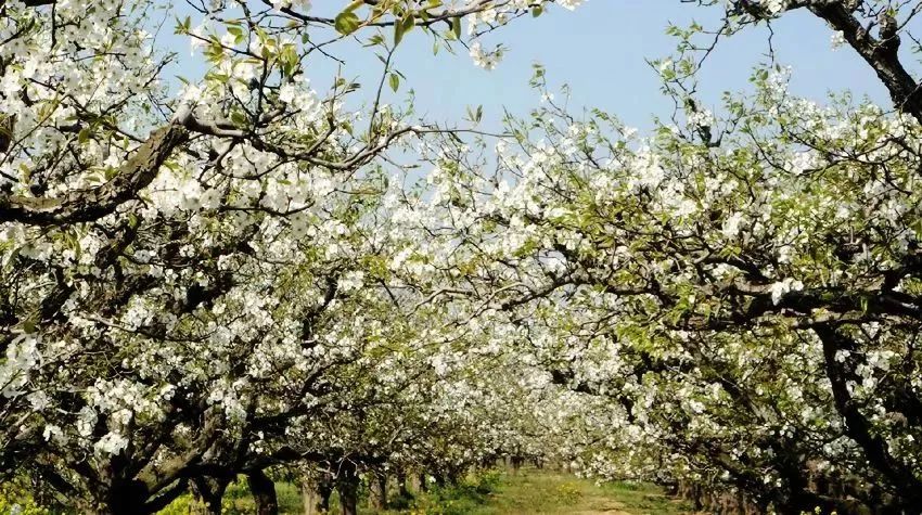 最新通告！清明假期，河北这些地儿不能去，因为……
