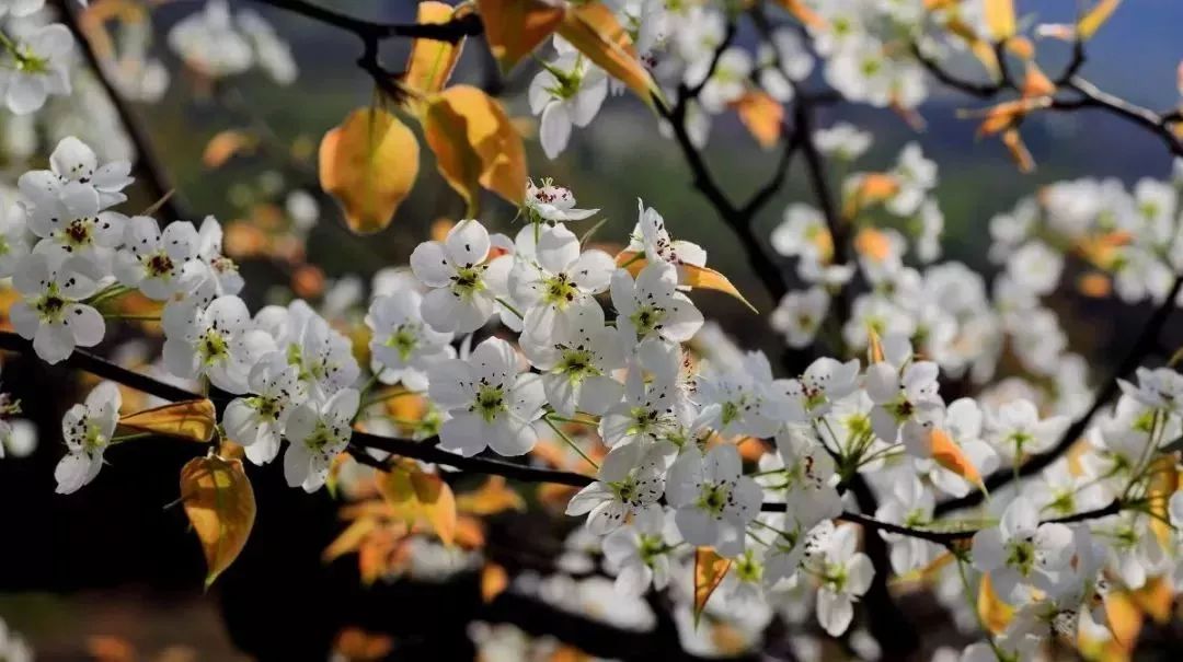 最新通告！清明假期，河北这些地儿不能去，因为……