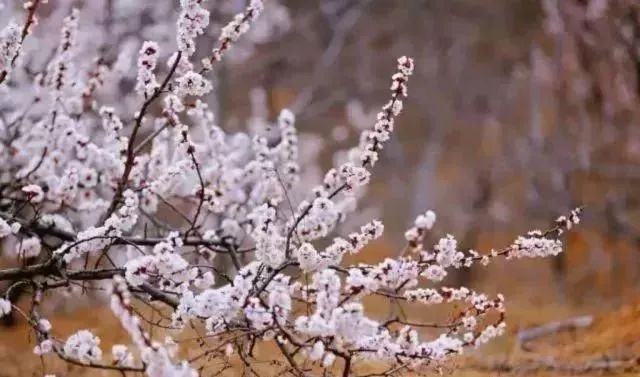 最新通告！清明假期，河北这些地儿不能去，因为……