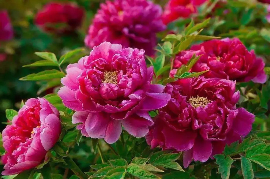 清明小长假上海旅游,上海清明小长假适合去哪旅游