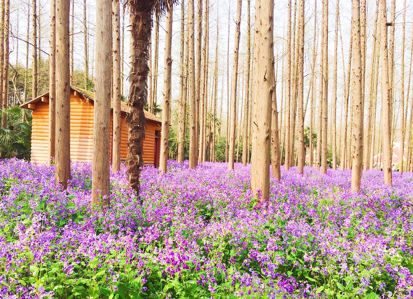 清明小长假上海旅游,上海清明小长假适合去哪旅游