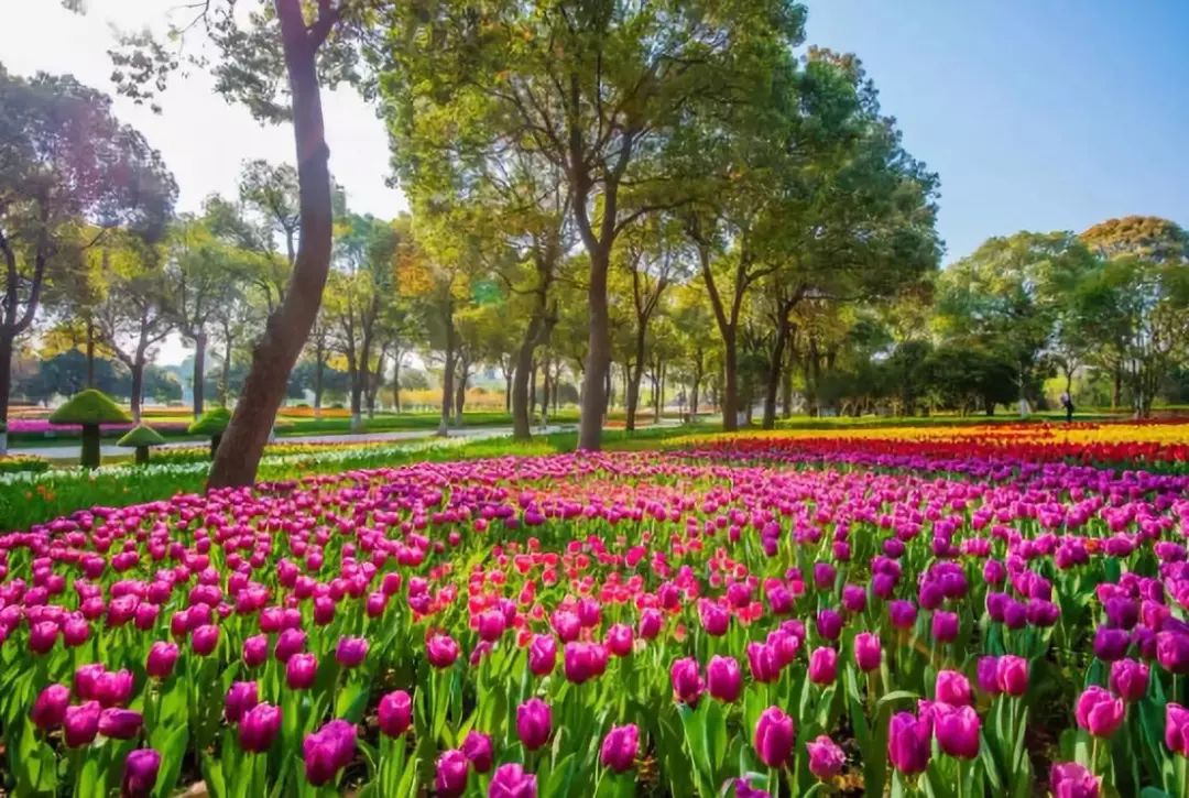 清明小长假上海旅游,上海清明小长假适合去哪旅游