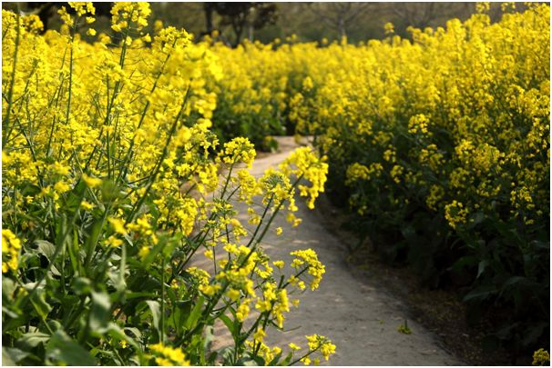 清明小长假上海旅游,上海清明小长假适合去哪旅游
