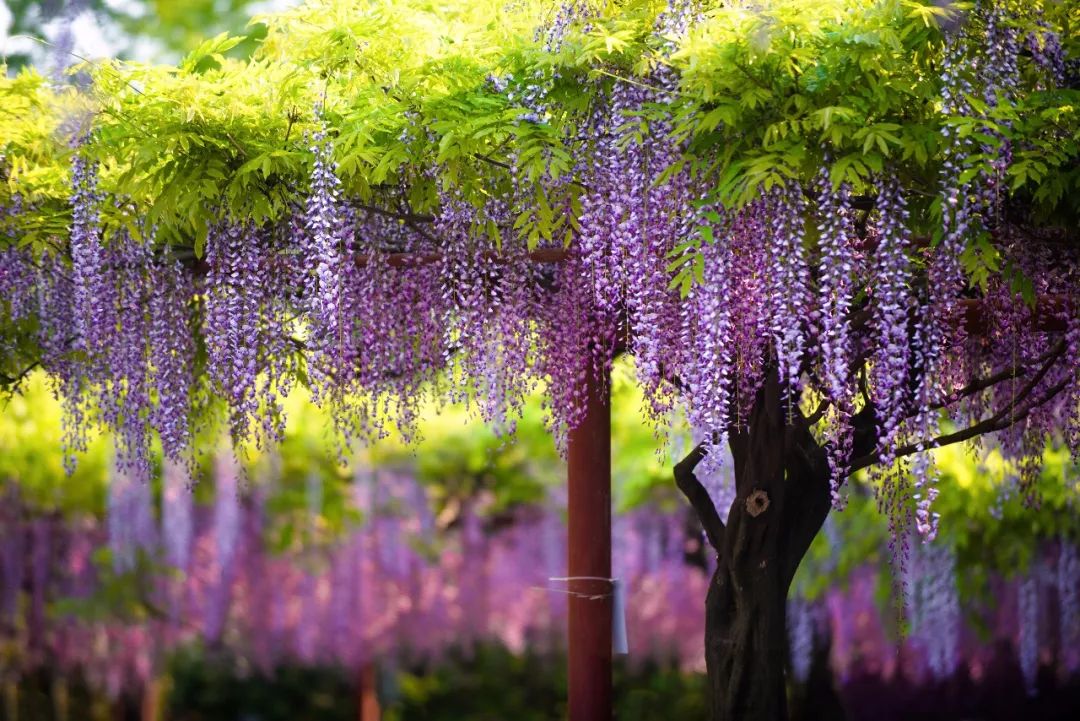 清明小长假上海旅游,上海清明小长假适合去哪旅游