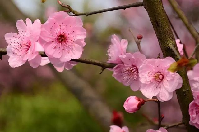 清明小长假上海旅游,上海清明小长假适合去哪旅游