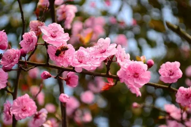 清明小长假上海旅游,上海清明小长假适合去哪旅游