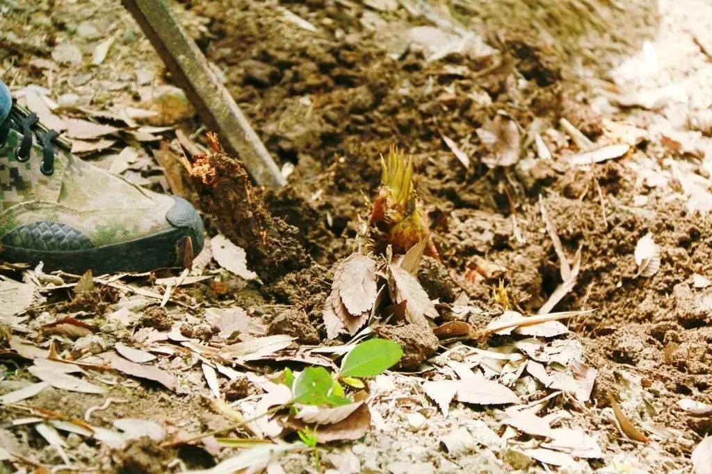 清明小长假上海旅游,上海清明小长假适合去哪旅游