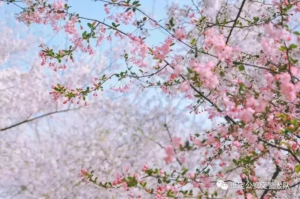 清明节去哪旅行最美,清明时节适合旅行