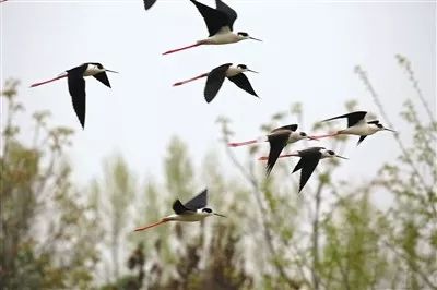 旅游攻略清明小长假,清明小长假你的旅游清单定好了吗