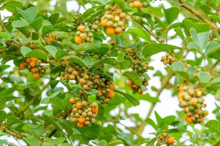 踏青赏花好时节与你共赴大自然,赏春踏青好时节
