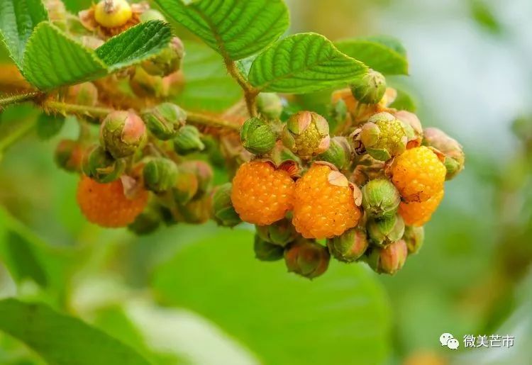 踏青赏花好时节与你共赴大自然,赏春踏青好时节