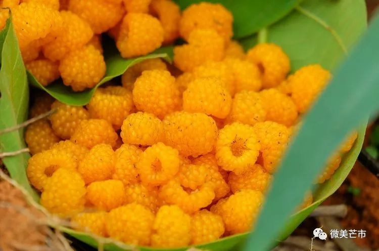 踏青赏花好时节与你共赴大自然,赏春踏青好时节