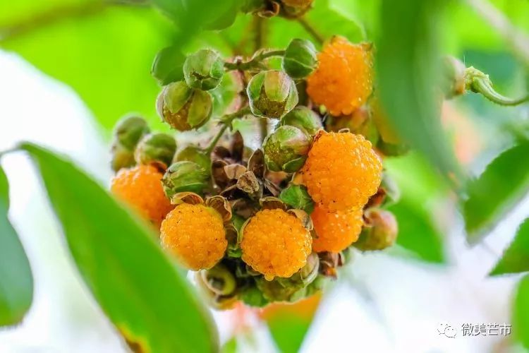 踏青赏花好时节与你共赴大自然,赏春踏青好时节