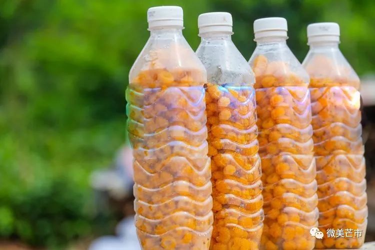 踏青赏花好时节与你共赴大自然,赏春踏青好时节