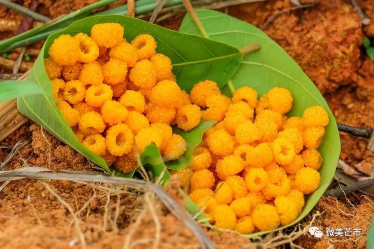 踏青赏花好时节与你共赴大自然,赏春踏青好时节