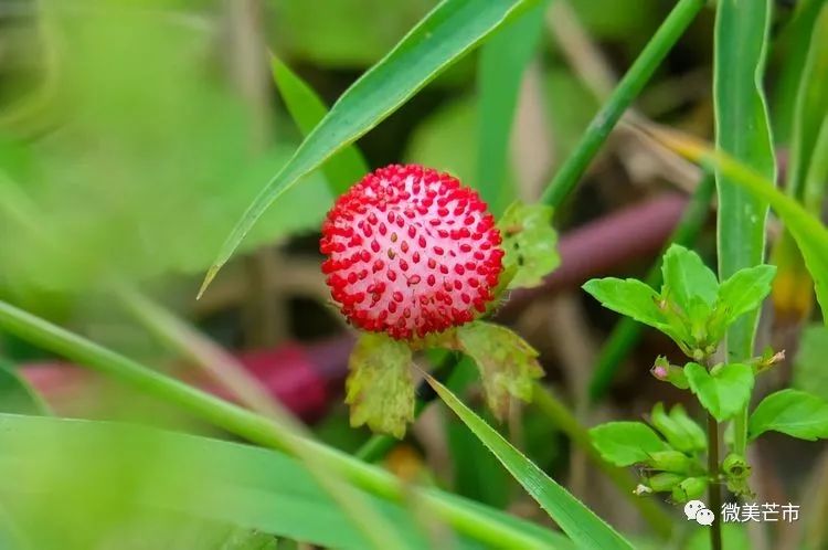 踏青赏花好时节与你共赴大自然,赏春踏青好时节