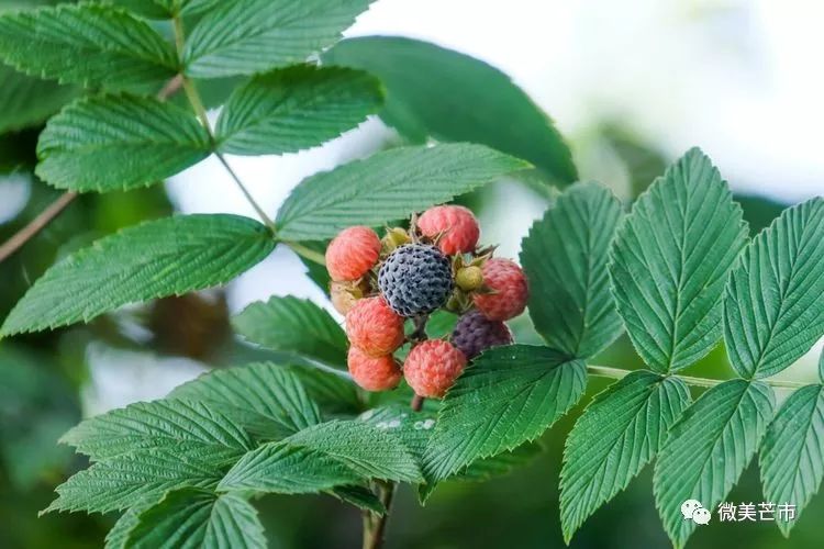 踏青赏花好时节与你共赴大自然,赏春踏青好时节